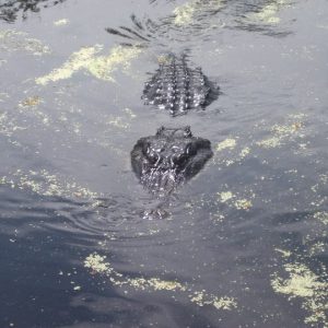 crocodile