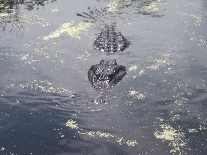 crocodile