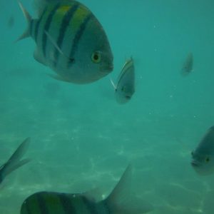 Fish in Sharm El Sheikh