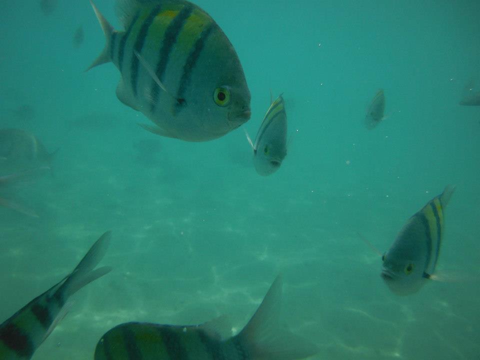 Fish in Sharm El Sheikh
