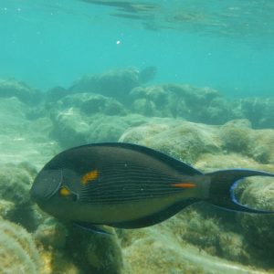 Fish in Sharm El Sheikh