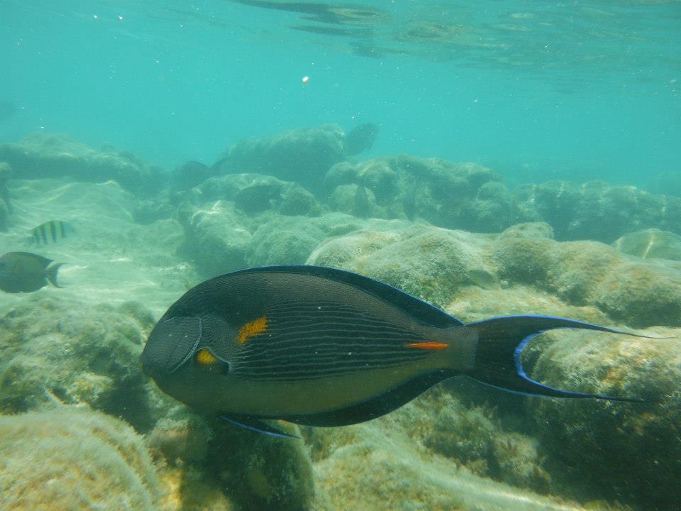 Fish in Sharm El Sheikh