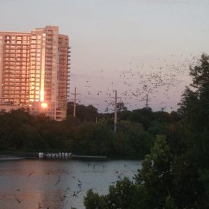 bats of austin