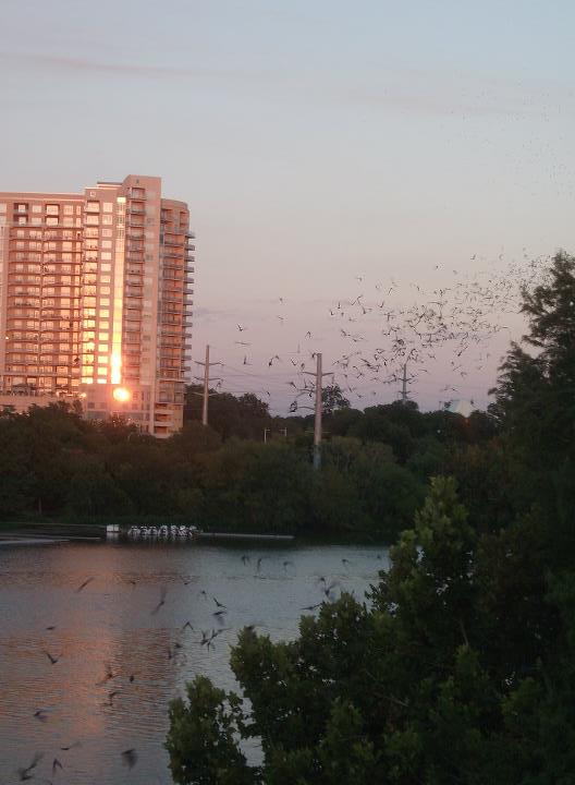 bats of austin