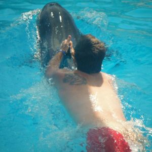 swimming with dolphins