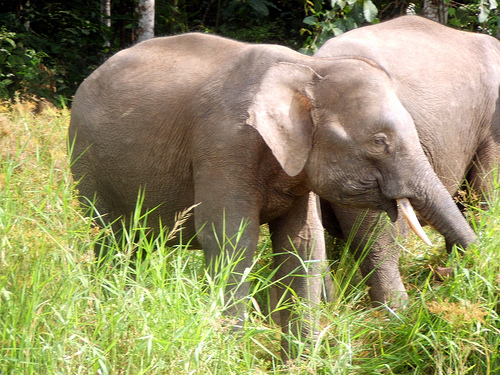 National Elephant Conservation Centre