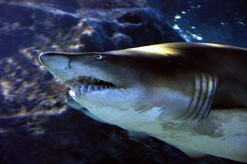 Shark siams ocean world
