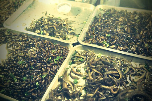 bugs to eat