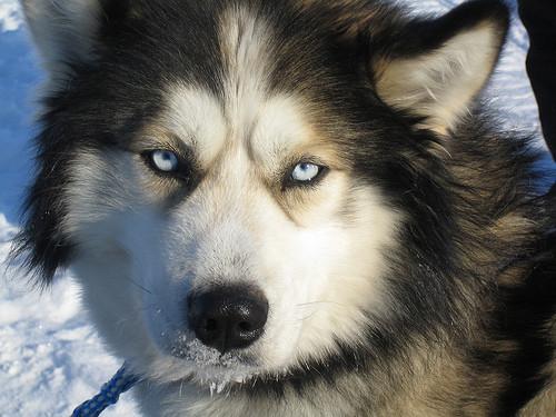 arcticroute.com