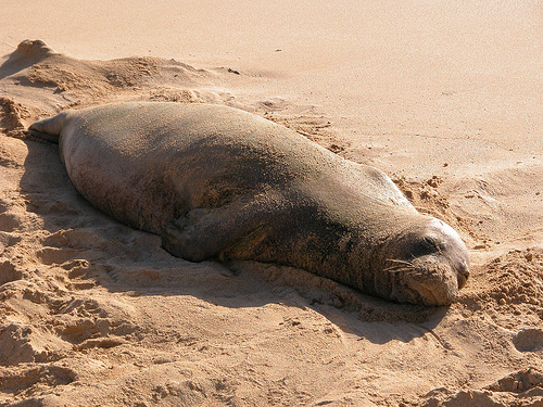 Mediterranean Monk Seal