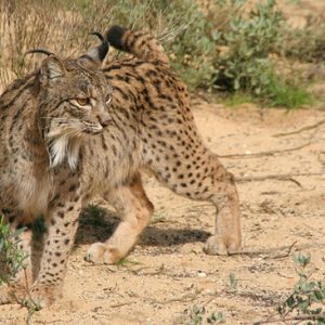 Spanish Lynx