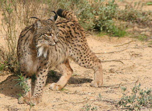 Animals in Spain | Spanish Wildlife | Spaghetti Traveller