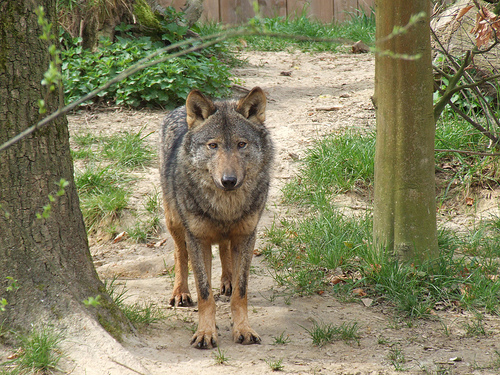Iberian Wolf