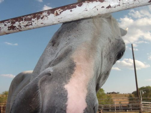 horse chewing camera