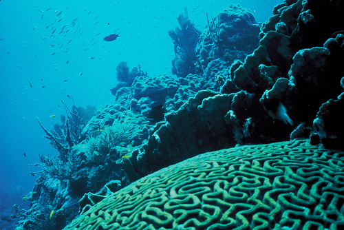 Rost Reef