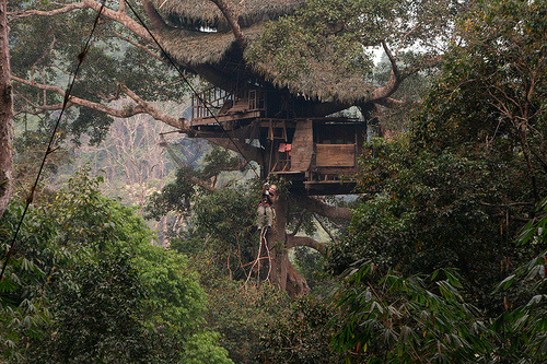 Gibbon Experience