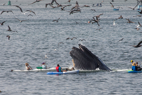 humpback whale