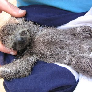 Baby sloth at Pampas/Jungle Tour