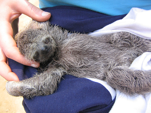 Baby sloth at Pampas/Jungle Tour