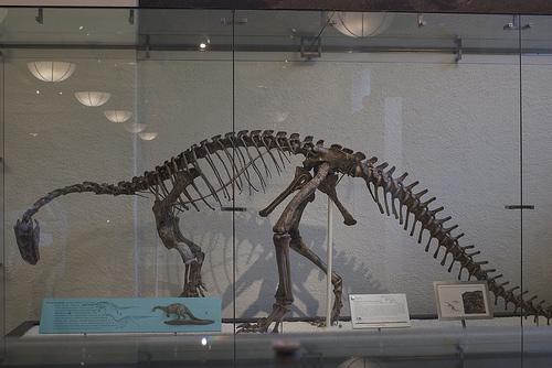 American museum of Natural History