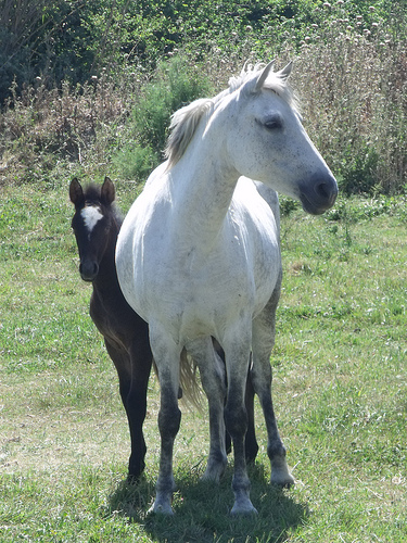 France Horse