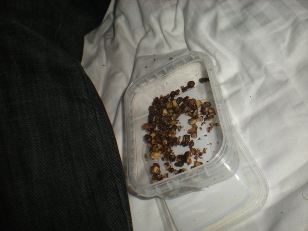 magic mushrooms amsterdam