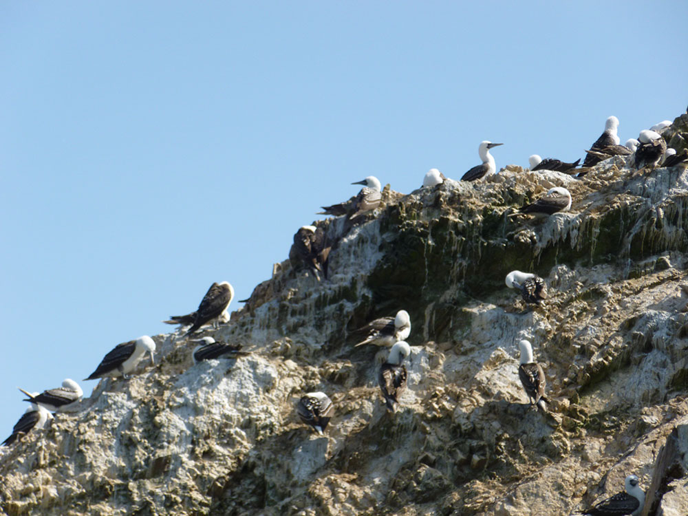 birds of paracas