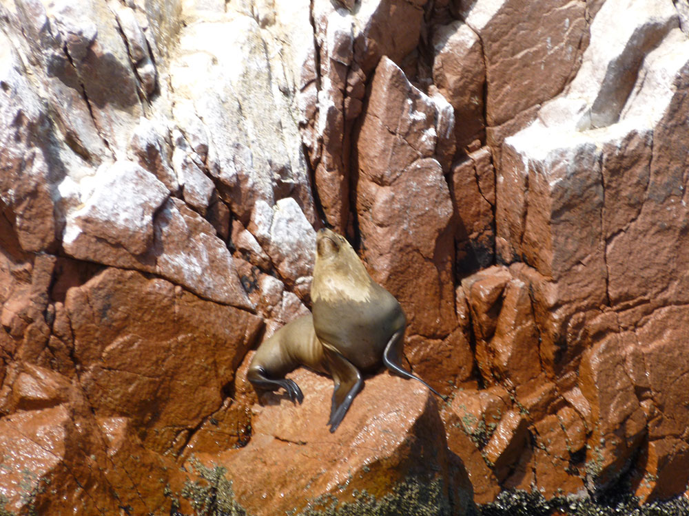 some more seals