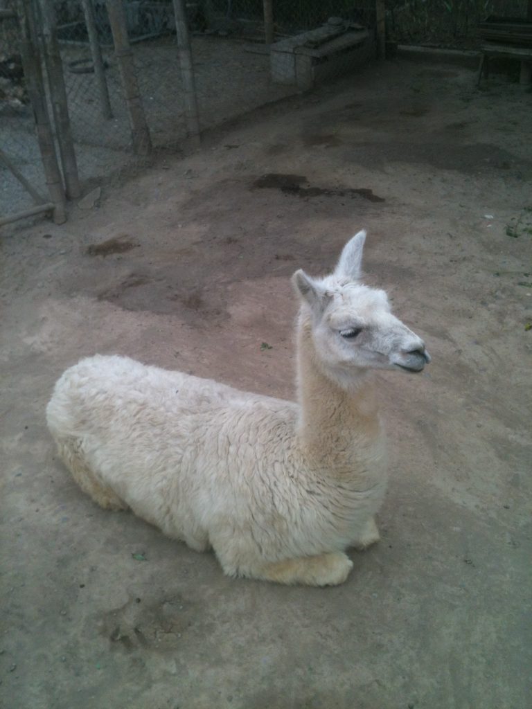 Llama chilling out