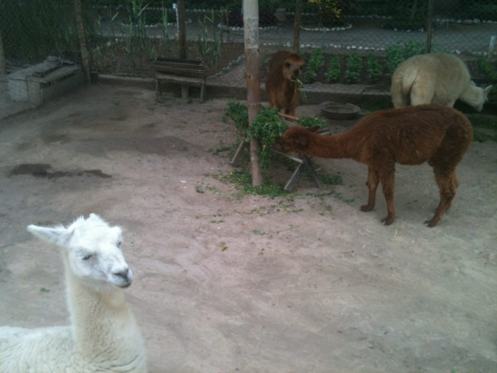 Llamas and alpacas