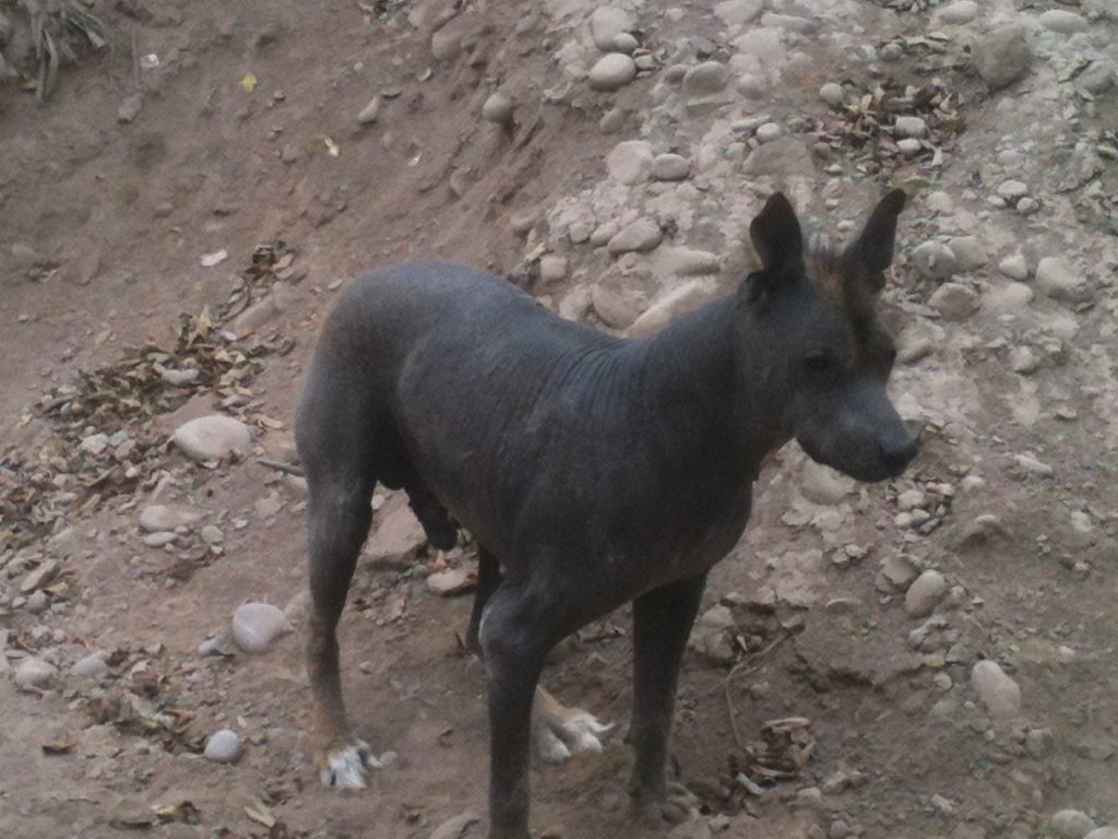 Dog with a mohawk