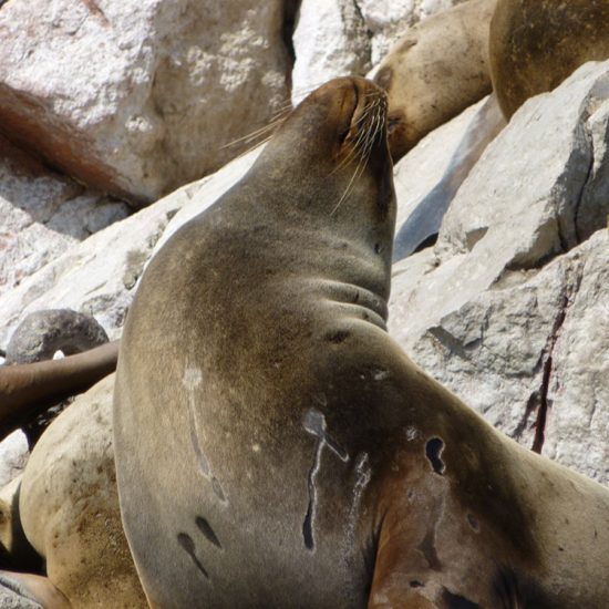 Islas Ballestas sea lion