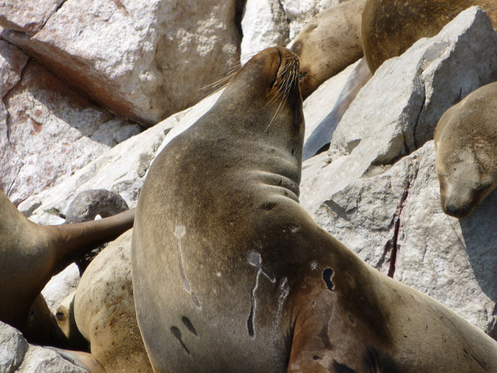 Islas Ballestas sea lion