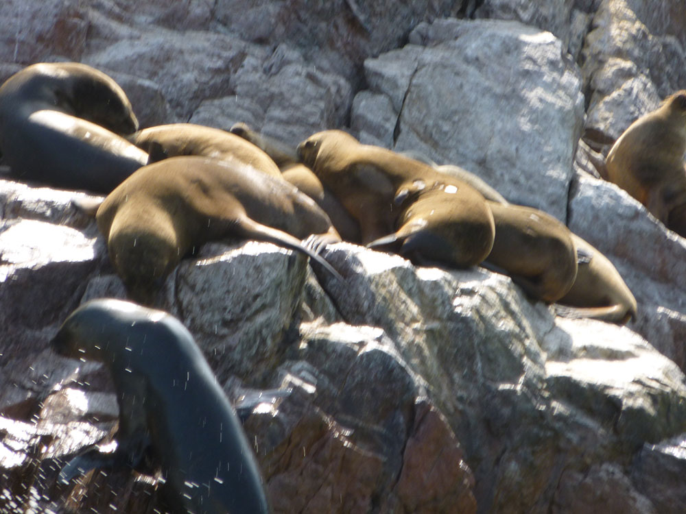 sea lions in peru