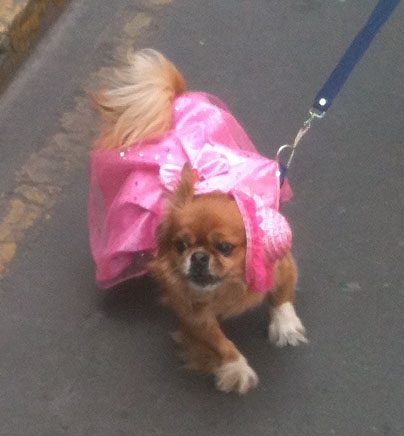 peruvian dog 2