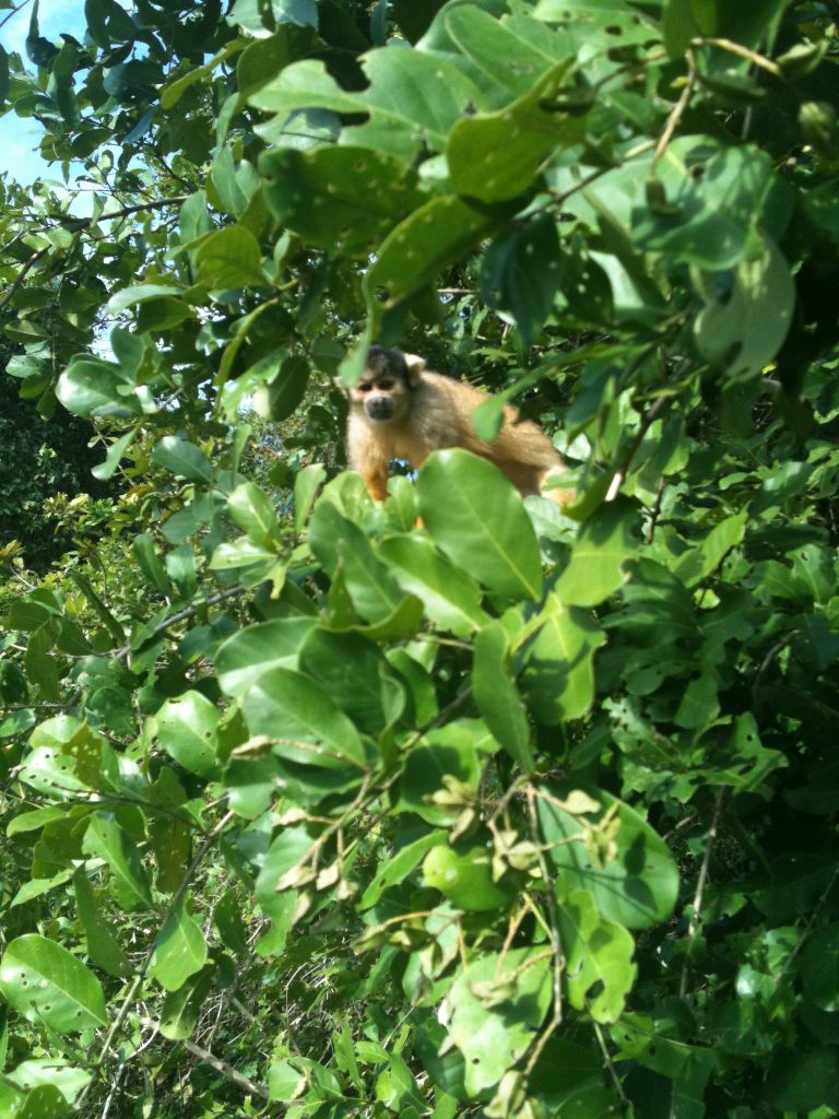 monkey in a tree