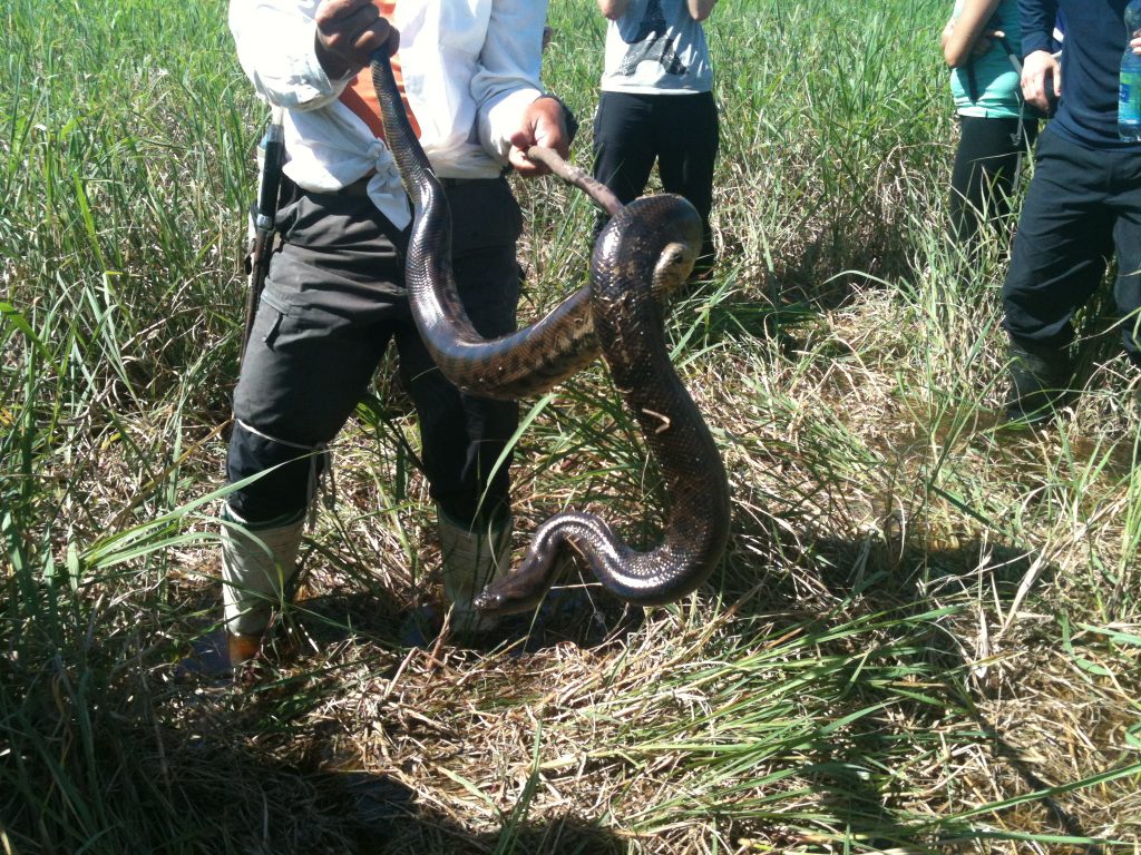 anaconda hunting