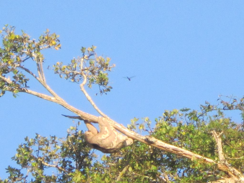 sloth in a tree