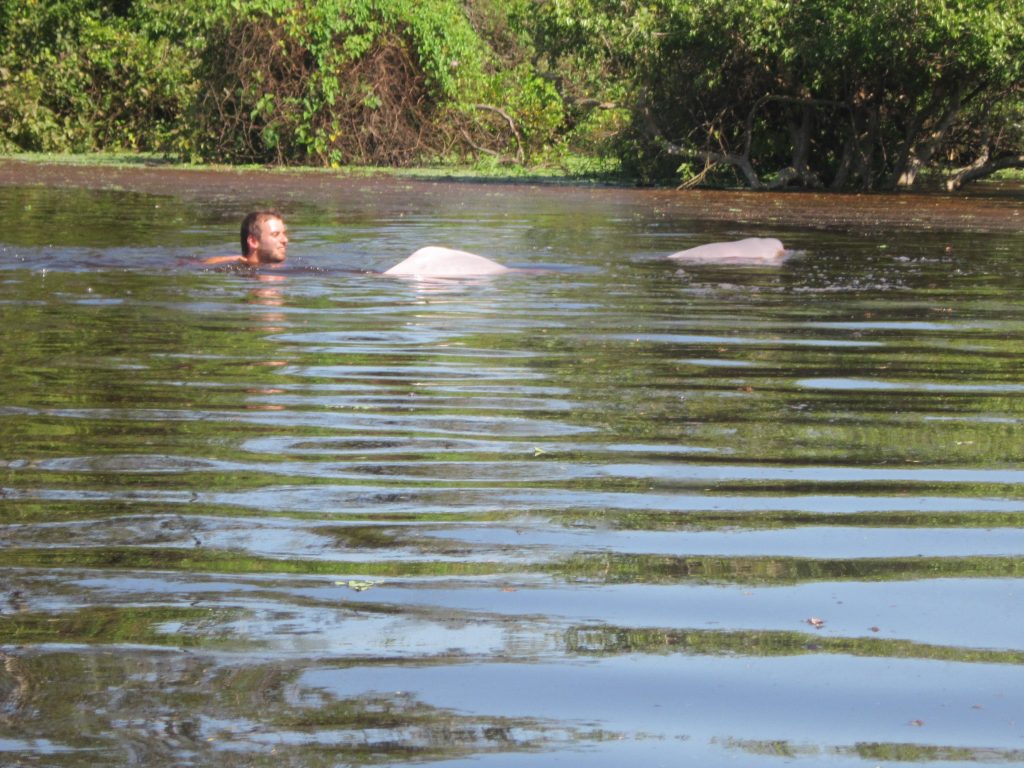 swimming with wild dolphins