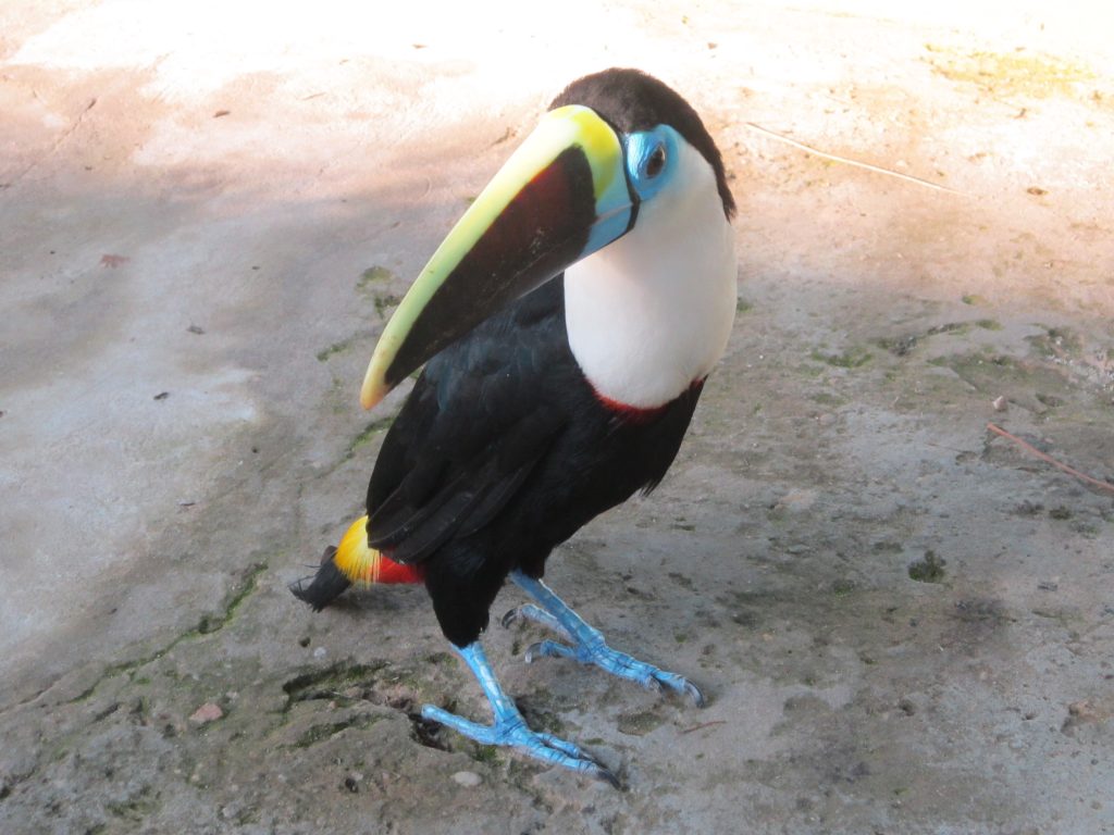 toucan pampas