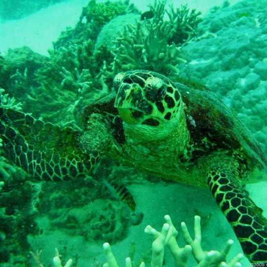 Great Barrier Reef Turtle