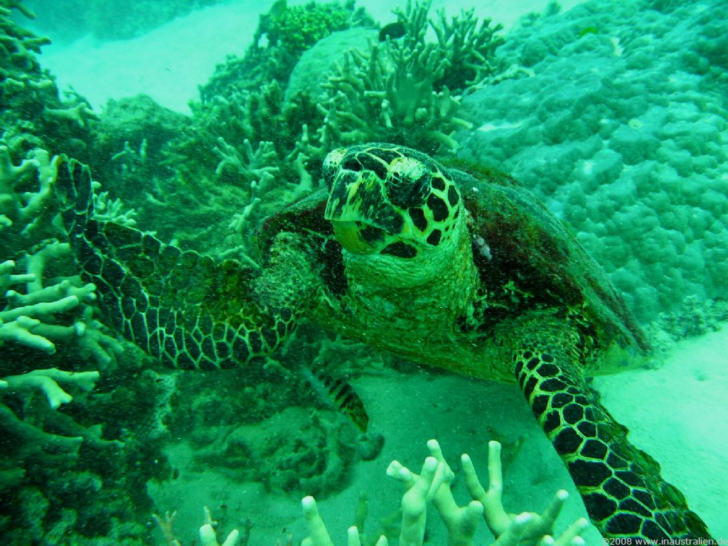 Great Barrier Reef Turtle