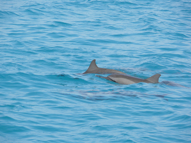 dolphins