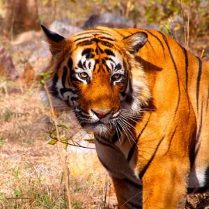 tiger india