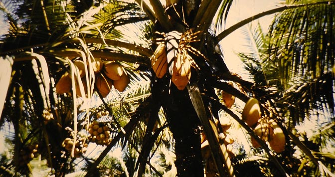 king-coconut