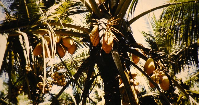 king-coconut
