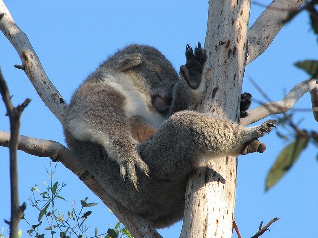 phillip island