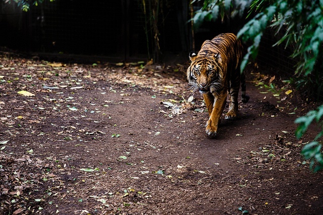 tiger in zoo