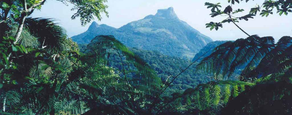 Floresta da Tijuca