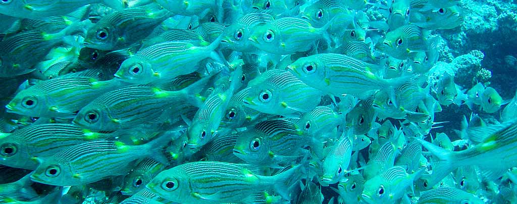 fish-wild